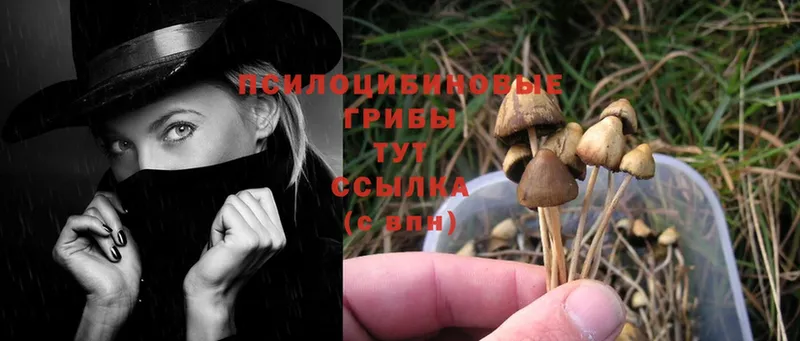 Галлюциногенные грибы Psilocybe  гидра ONION  Александров 